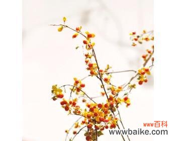 冬青开花好吗？其风水寓意是什么？