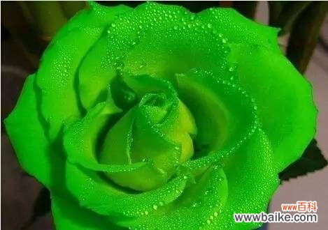 颜色诠释花语，玫瑰花香溢满人间 花香四溢，花意悠长——玫瑰花的不同颜色代表意思