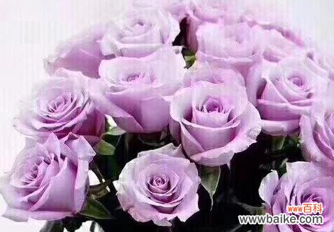 解析紫玫瑰的象征意义和送礼时的应用 送紫玫瑰的深刻寓意