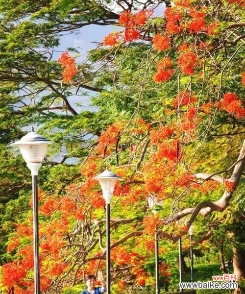 盛夏热情的燃烧,喜庆、希望与热爱 凤凰花——花开如火,寓意美好