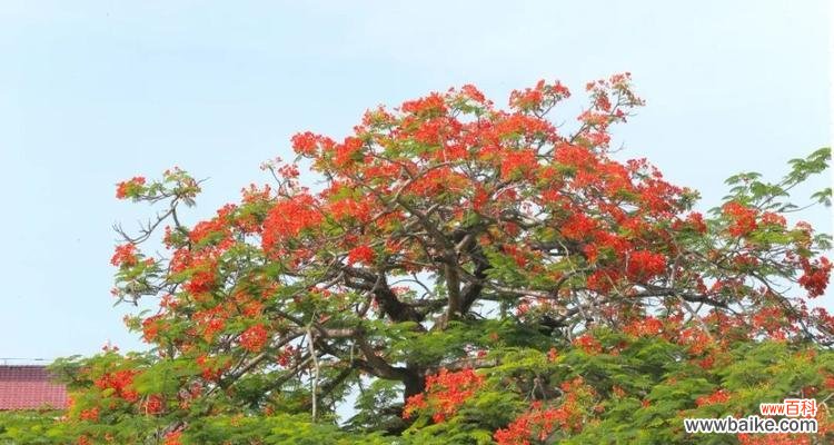 盛夏热情的燃烧,喜庆、希望与热爱 凤凰花——花开如火,寓意美好