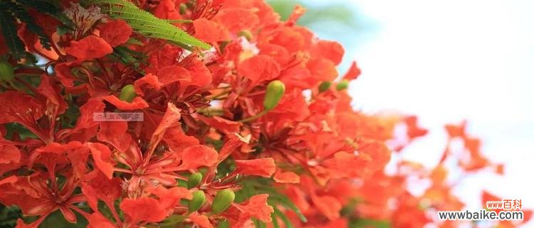 盛夏热情的燃烧,喜庆、希望与热爱 凤凰花——花开如火,寓意美好