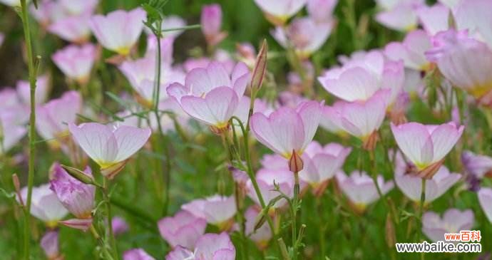 寓意深远，寄托思念 待霄草花语