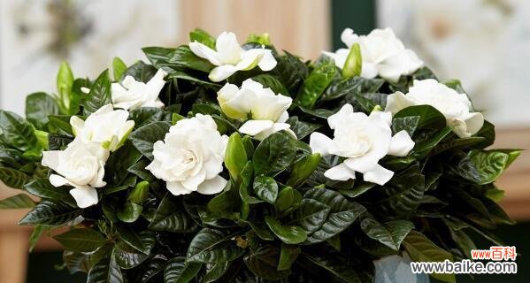 传递着爱与感激之情的栀子花 栀子花的花语