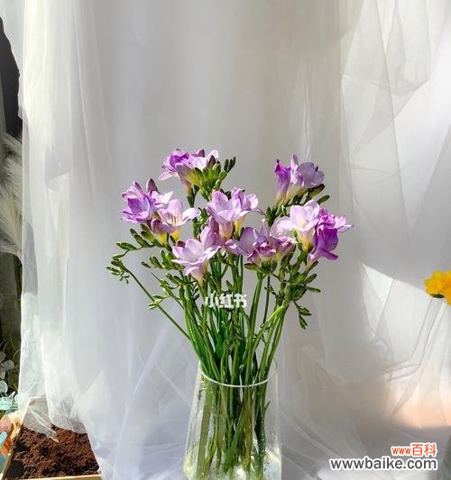 寓意深远，让人难忘的花朵 香雪兰的花语和传说