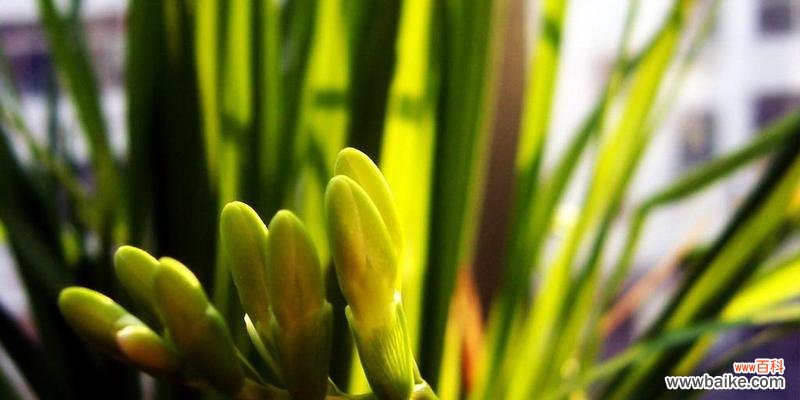 寓意深远，让人难忘的花朵 香雪兰的花语和传说