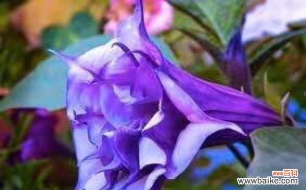 探寻曼陀罗花的神秘之美 曼陀罗花的传说和花语