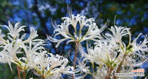 探寻曼陀罗花的神秘之美 曼陀罗花的传说和花语