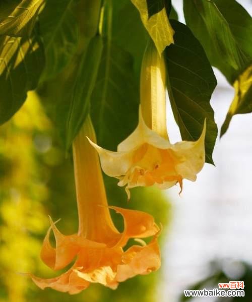 探寻曼陀罗花的神秘之美 曼陀罗花的传说和花语