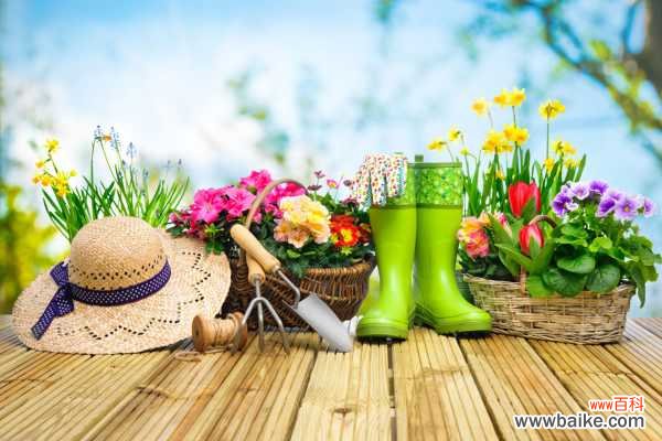 绿钻花叶子发黄怎么办