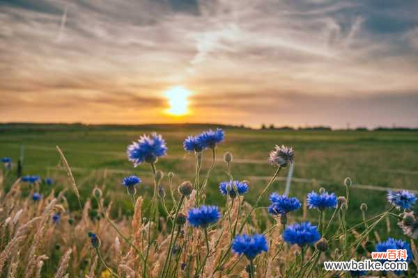 矢车菊病虫害防治