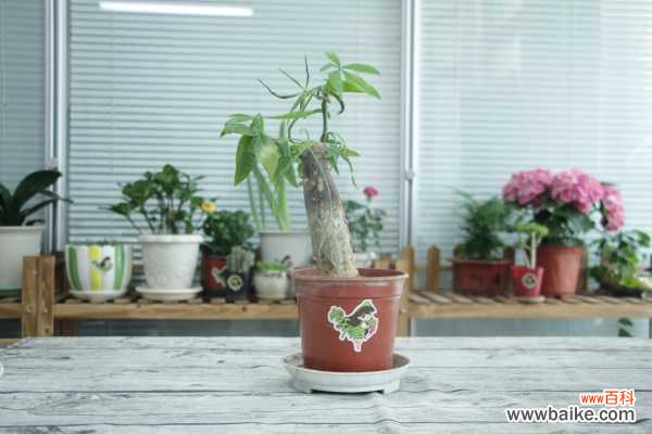 发财树茶花...发黄掉叶子，小心直接死翘翘！