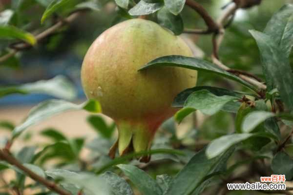 石榴花病害及防治方法