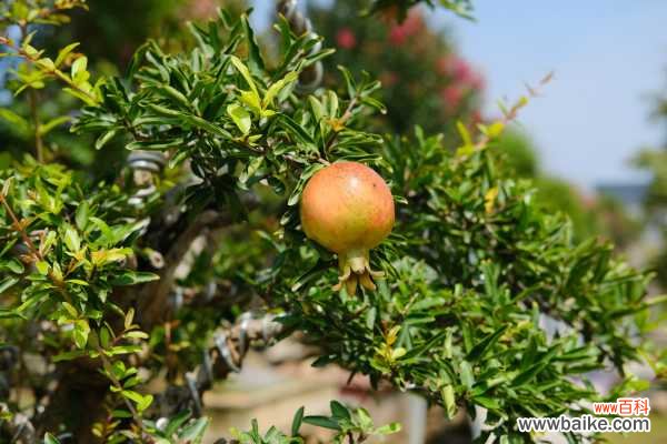 石榴花病害及防治方法