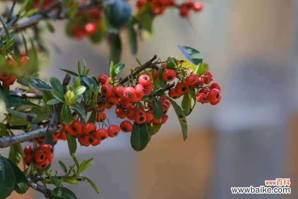 火棘叶子发黄怎么办