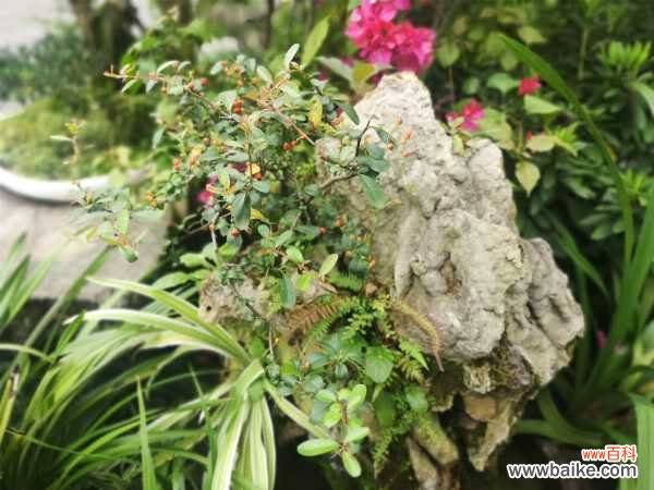 火棘叶子发黄怎么办