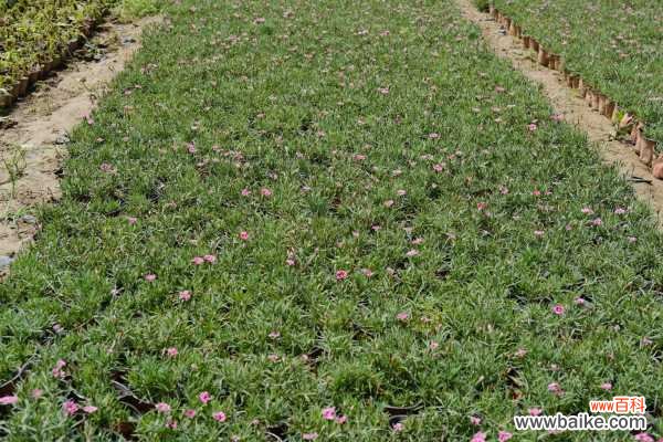 石竹的叶子枯黄怎么办