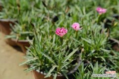 石竹的叶子枯黄怎么办