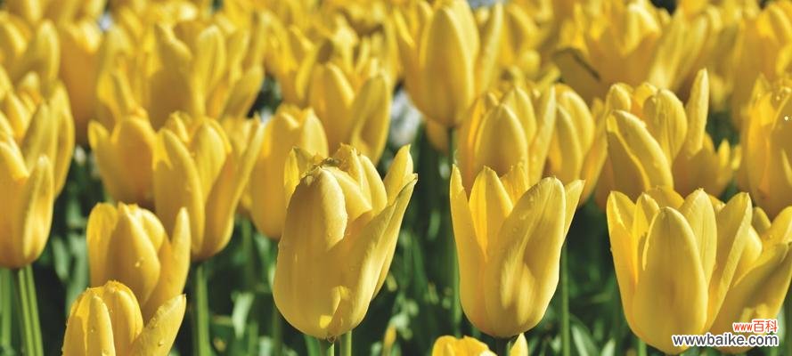 揭开郁金香背后的深层含义 郁金香的寓意与象征意义