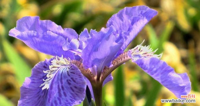 揭开鸢尾草的神秘面纱 探寻鸢尾草的花语之美