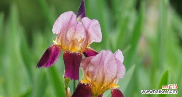 揭开鸢尾草的神秘面纱 探寻鸢尾草的花语之美