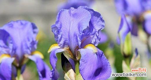 用鸢尾的花语寄托情感 鸢尾花的花语