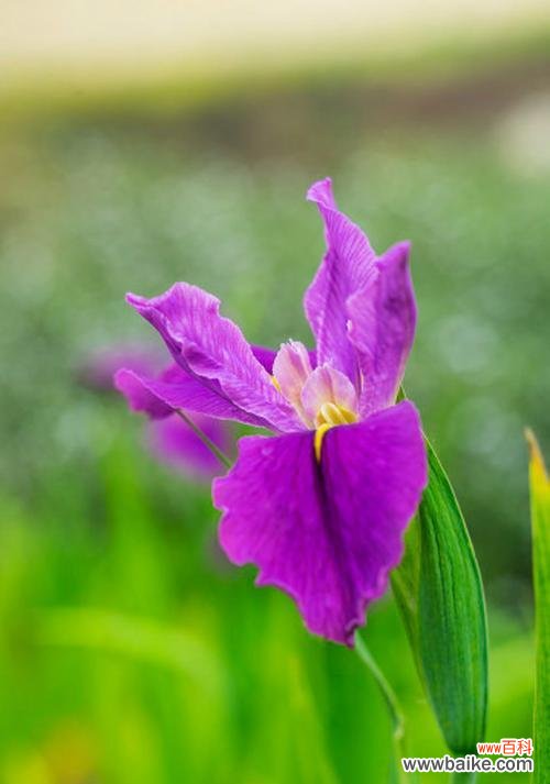 揭示鸢尾花所代表的深刻意义 鸢尾花