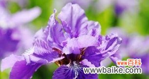 揭示鸢尾花所代表的深刻意义 鸢尾花