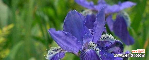 鸢尾花的寓意与神话故事 《鸢尾花的花语与传说》