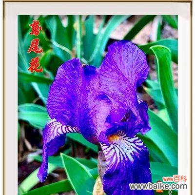 寓意深远的鸢尾花 以鸢尾花的寓意送给哪些人