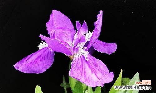 寓意深远的鸢尾花 以鸢尾花的寓意送给哪些人