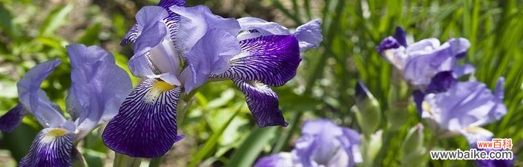 探寻鸢尾花背后的深意 鸢尾花的花语解析