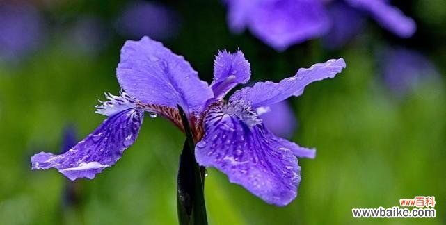 揭开鸢尾花的花语之谜 探寻鸢尾花的花语之美