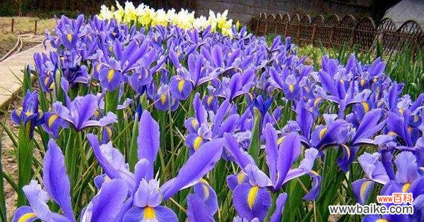 以鸢尾花为主题的寓意及其象征意义 鸢尾花的寓意与象征——美丽、尊贵与希望