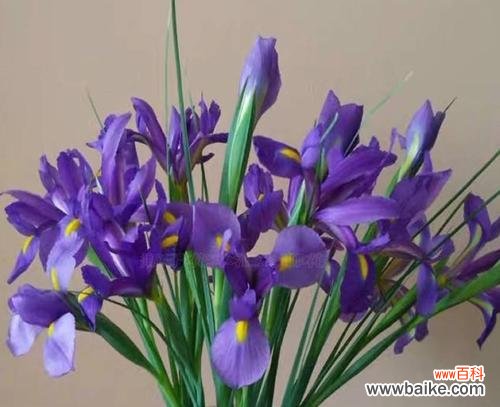 以鸢尾花为主题的寓意及其象征意义 鸢尾花的寓意与象征——美丽、尊贵与希望