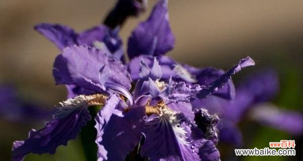解读鸢尾花的寓意及其丰富的文化传承 鸢尾花的花语和传说