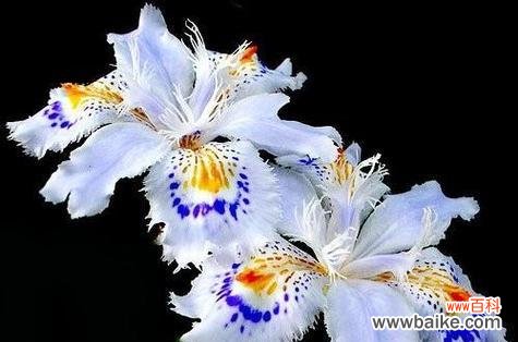 解读鸢尾花的寓意及其丰富的文化传承 鸢尾花的花语和传说