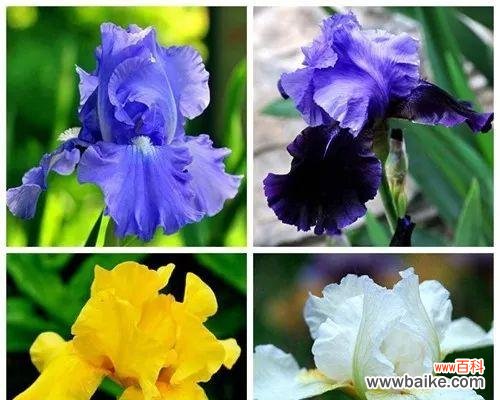 探索鸢尾兰花语背后的情感和象征 解读鸢尾兰花语的深层含义