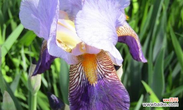 解读鸢尾花的寓意与美学 鸢尾花的象征意义及文化传承