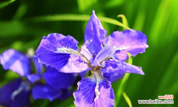 解读鸢尾花的寓意与美学 鸢尾花的象征意义及文化传承
