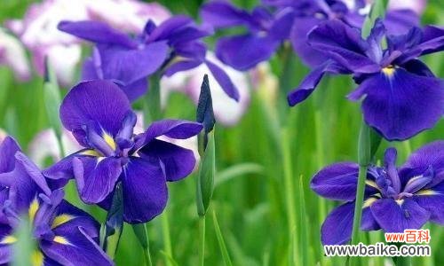 解读鸢尾花的寓意与美学 鸢尾花的象征意义及文化传承