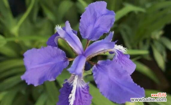 探寻鸢尾花背后的神秘花语与情感传达 鸢尾花的隐藏花语