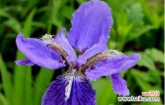 探寻鸢尾花背后的神秘花语与情感传达 鸢尾花的隐藏花语