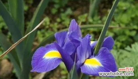 揭秘鸢尾花的花语 鸢尾花语与寓意