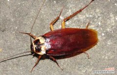 蟑螂会靠近熟睡的人吗 灭蟑螂最有效的方法