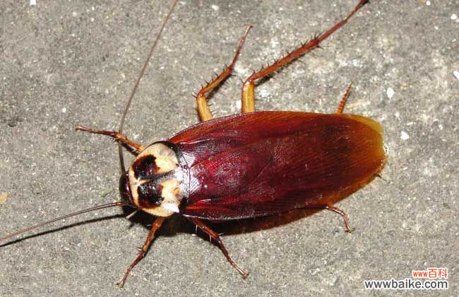 蟑螂会靠近熟睡的人吗 灭蟑螂最有效的方法