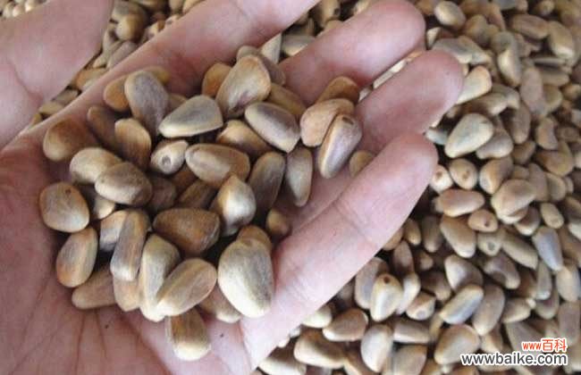 一斤生松子炒熟能出多少 生松子怎么炒开口？