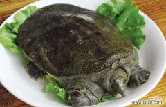 在家里如何杀甲鱼 甲鱼怎么杀和如何选购