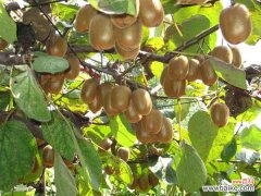 猕猴桃太硬了要放多久 猕猴桃怎么催熟