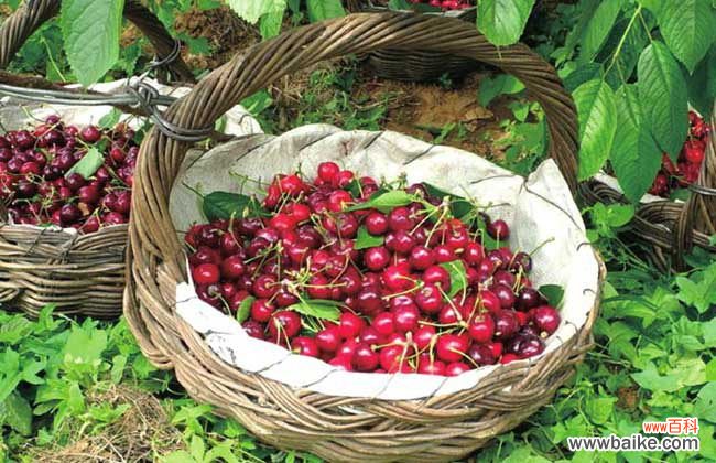 吃车厘子的禁忌 车厘子吃多了上火吗？